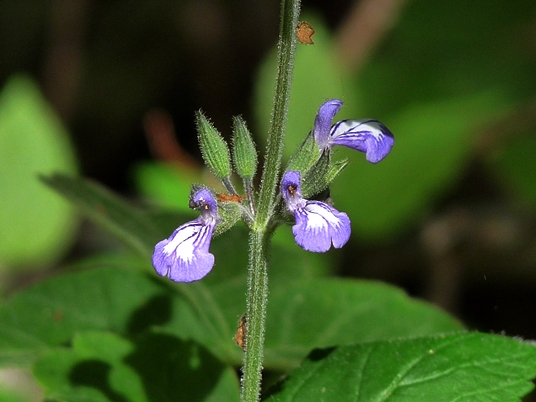 {Salvia urticifolia}